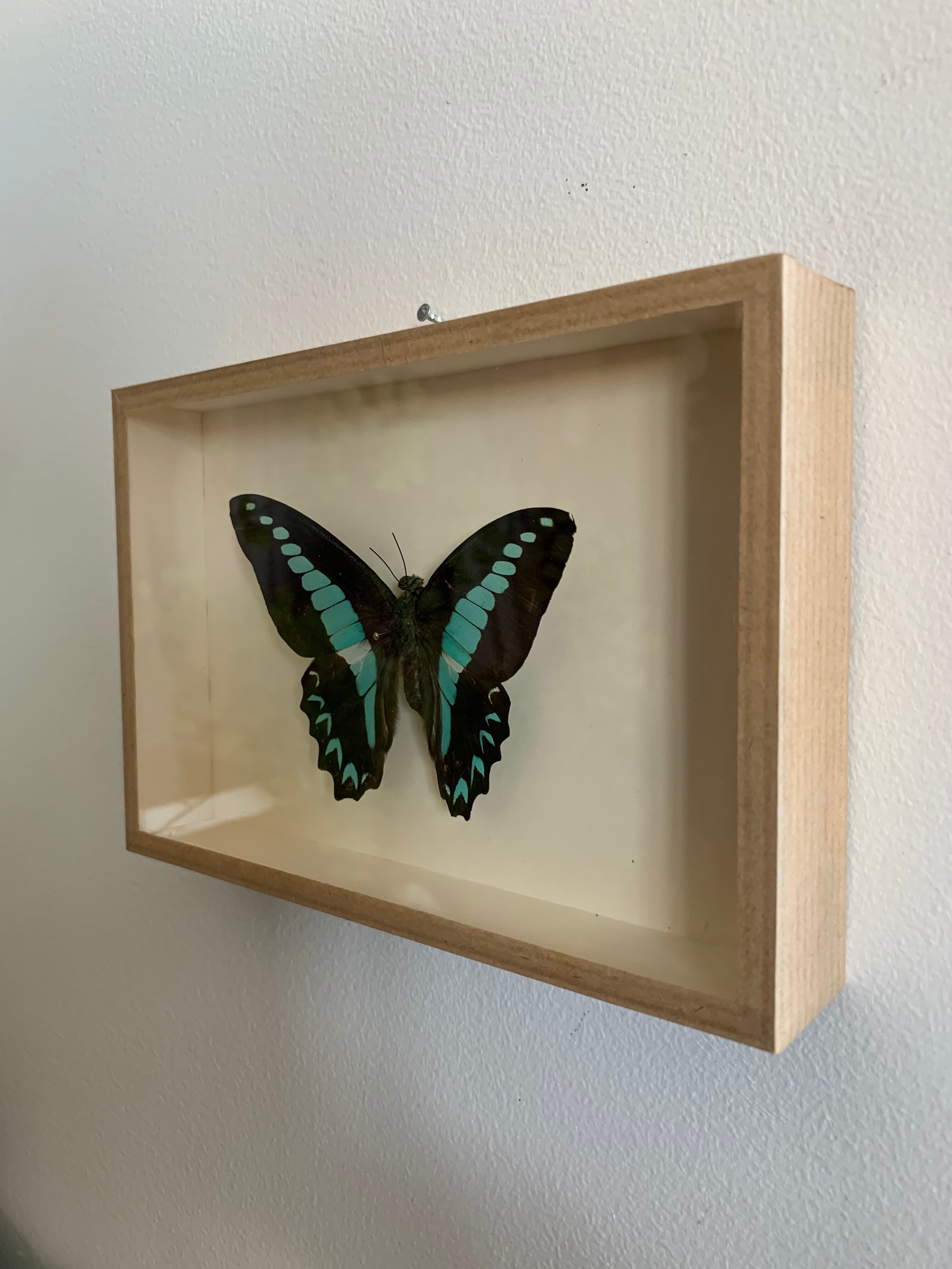 Naturalized butterfly / cabinet of curiosities