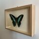 Naturalized butterfly / cabinet of curiosities