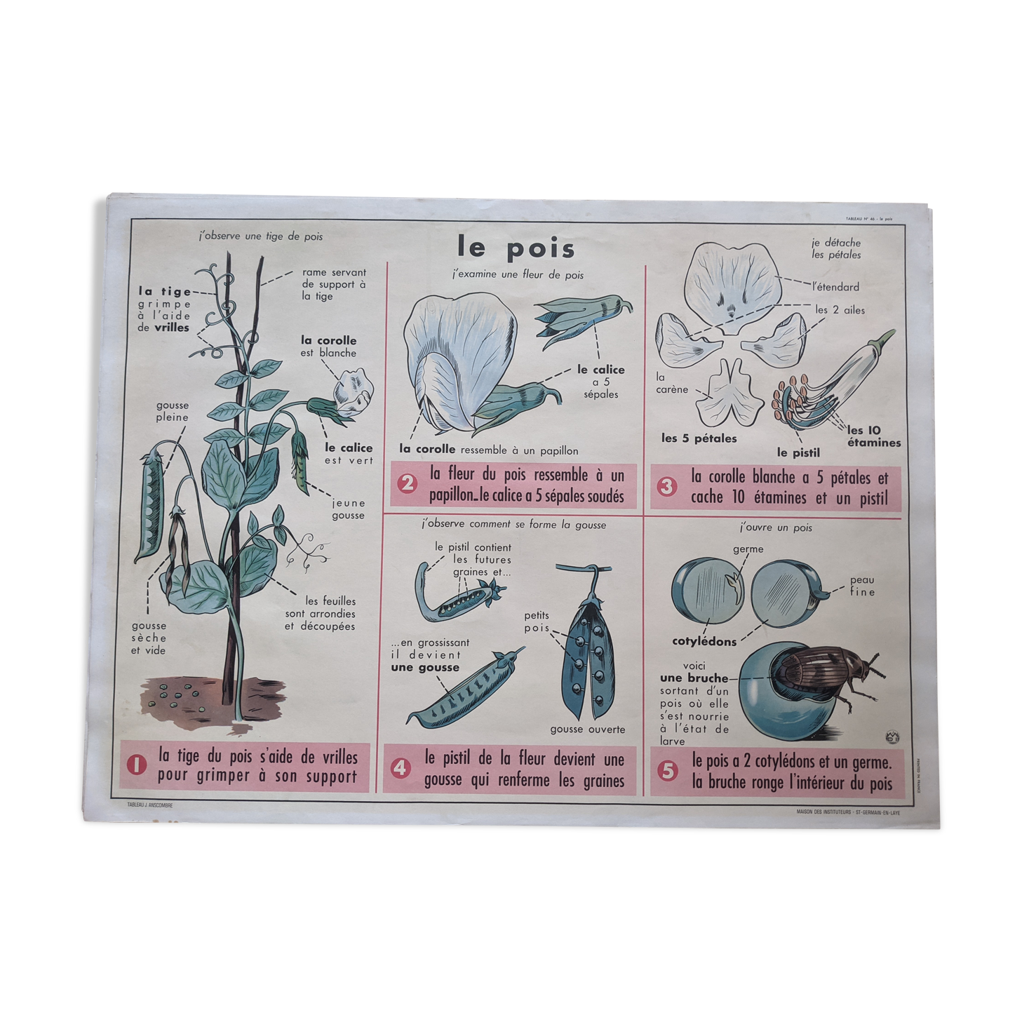 Old school poster vintage pea botanical flower forest