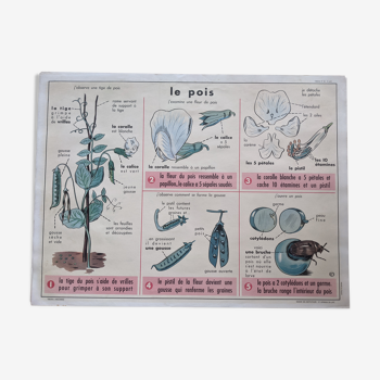 Ancienne affiche scolaire vintage pois fleur botanique forêt