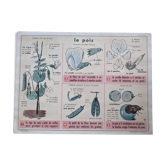 Old school poster vintage pea botanical flower forest