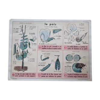 Ancienne affiche scolaire vintage pois fleur botanique forêt