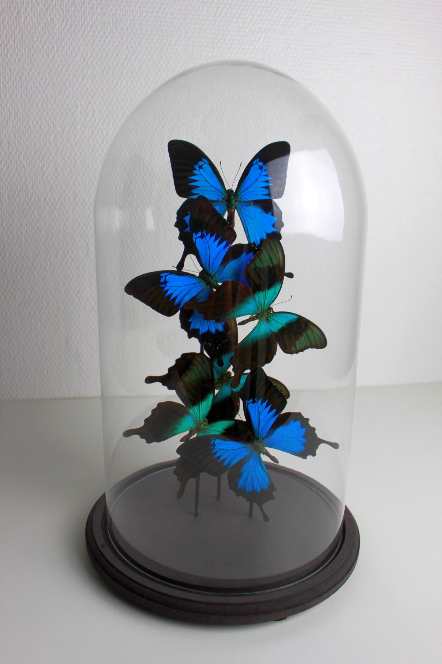 Flight of butterflies under globe