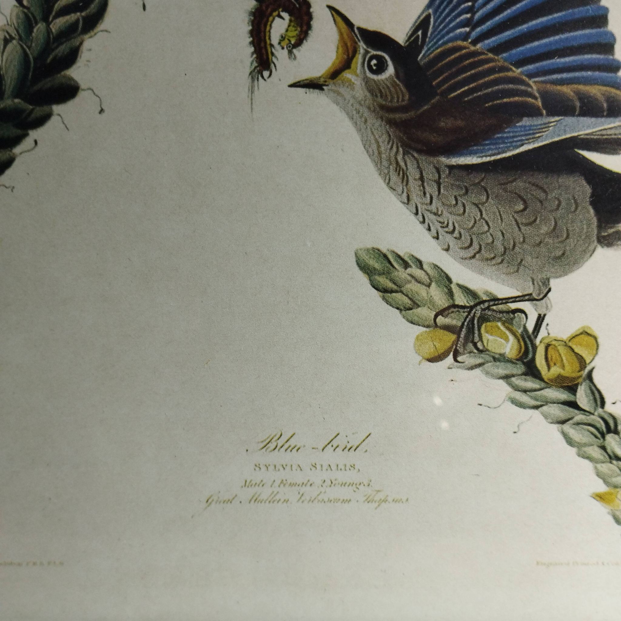 set of 3 reproductions of old illustrations by John James Audubon