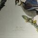 set of 3 reproductions of old illustrations by John James Audubon