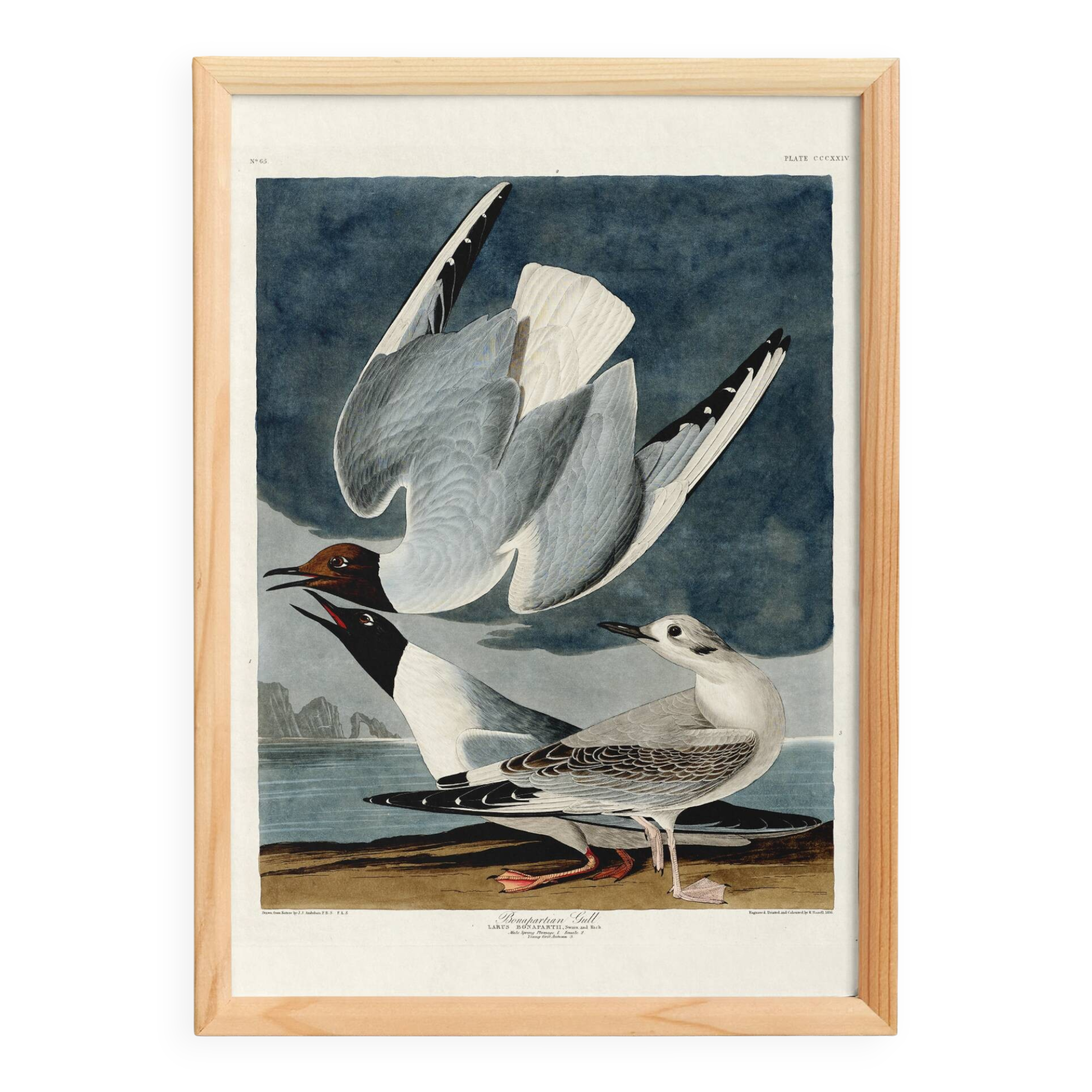 Poster about the Laughing Gull, after an old engraving from 1827.