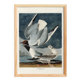 Poster about the Laughing Gull, after an old engraving from 1827.