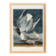 Poster about the Laughing Gull, after an old engraving from 1827.