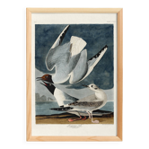 Affiche sur la Mouette rieuse, d’après une gravure ancienne de 1827.