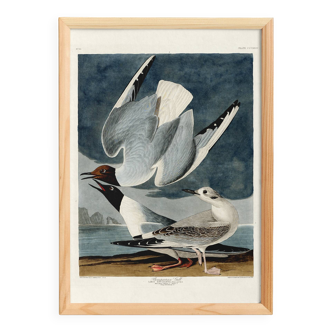 Poster about the Laughing Gull, after an old engraving from 1827.