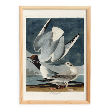 Affiche sur la Mouette rieuse, d’après une gravure ancienne de 1827.
