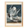 Poster about the Laughing Gull, after an old engraving from 1827.