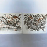 Zoo / birds poster