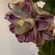 Pair of porcelain flower wall lights