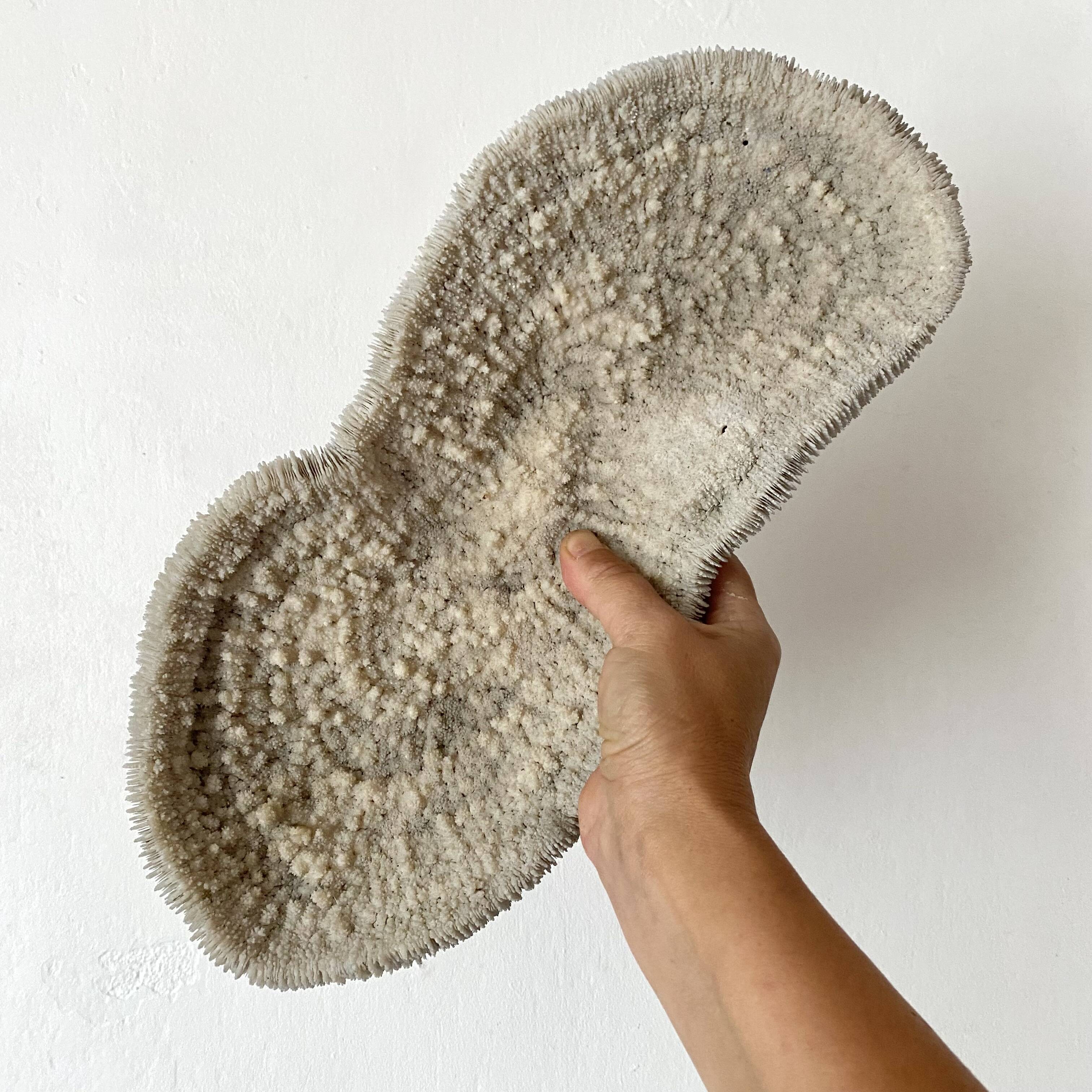 Large "shark cushion" coral 39cm