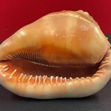 Shell: conch? reunion island - 18 x 12 x 12 cm