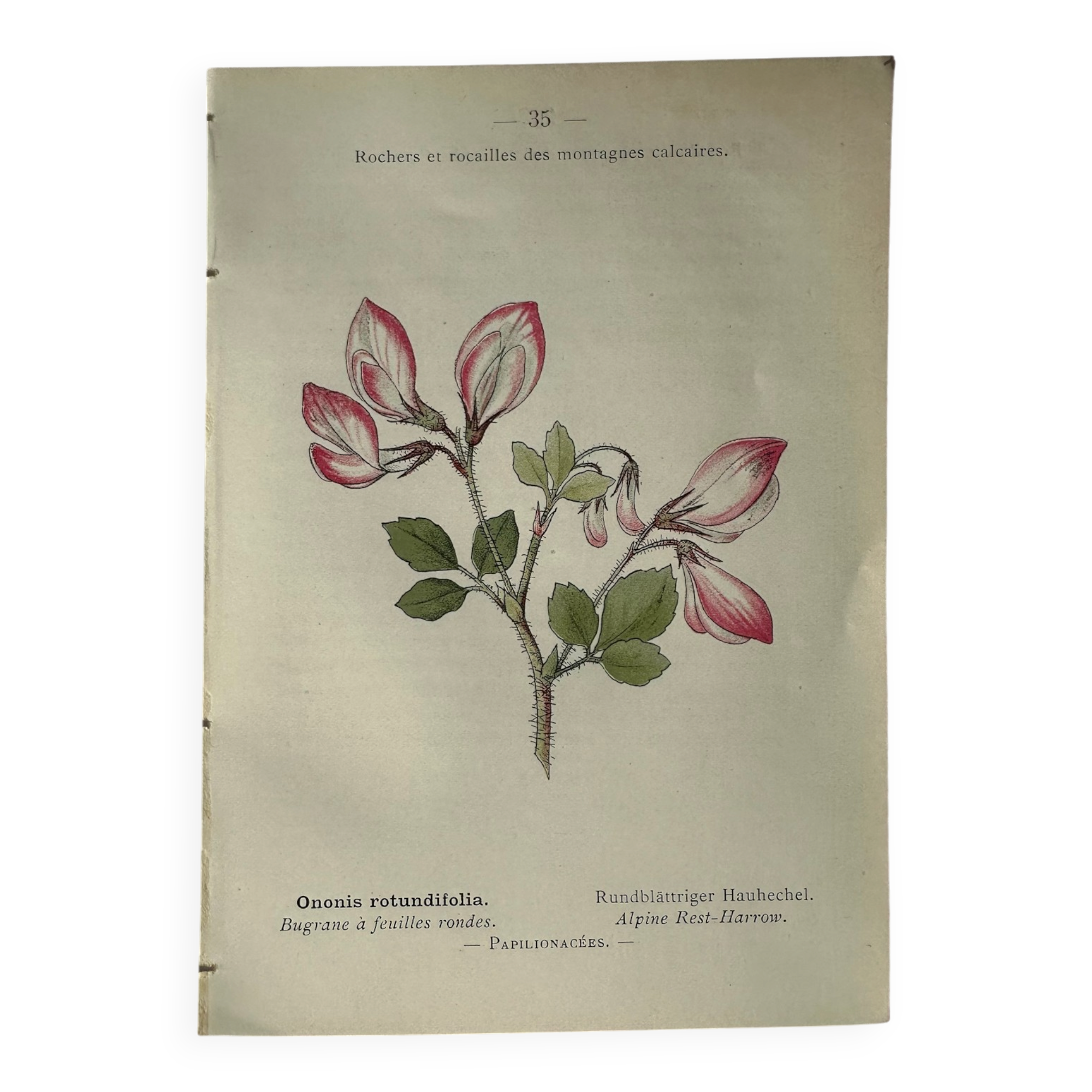 Naturalist Plate – 19th Century Botanical Engraving, Double-Sided