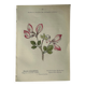 Naturalist Plate – 19th Century Botanical Engraving, Double-Sided