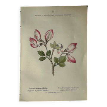 Naturalist Plate – 19th Century Botanical Engraving, Double-Sided