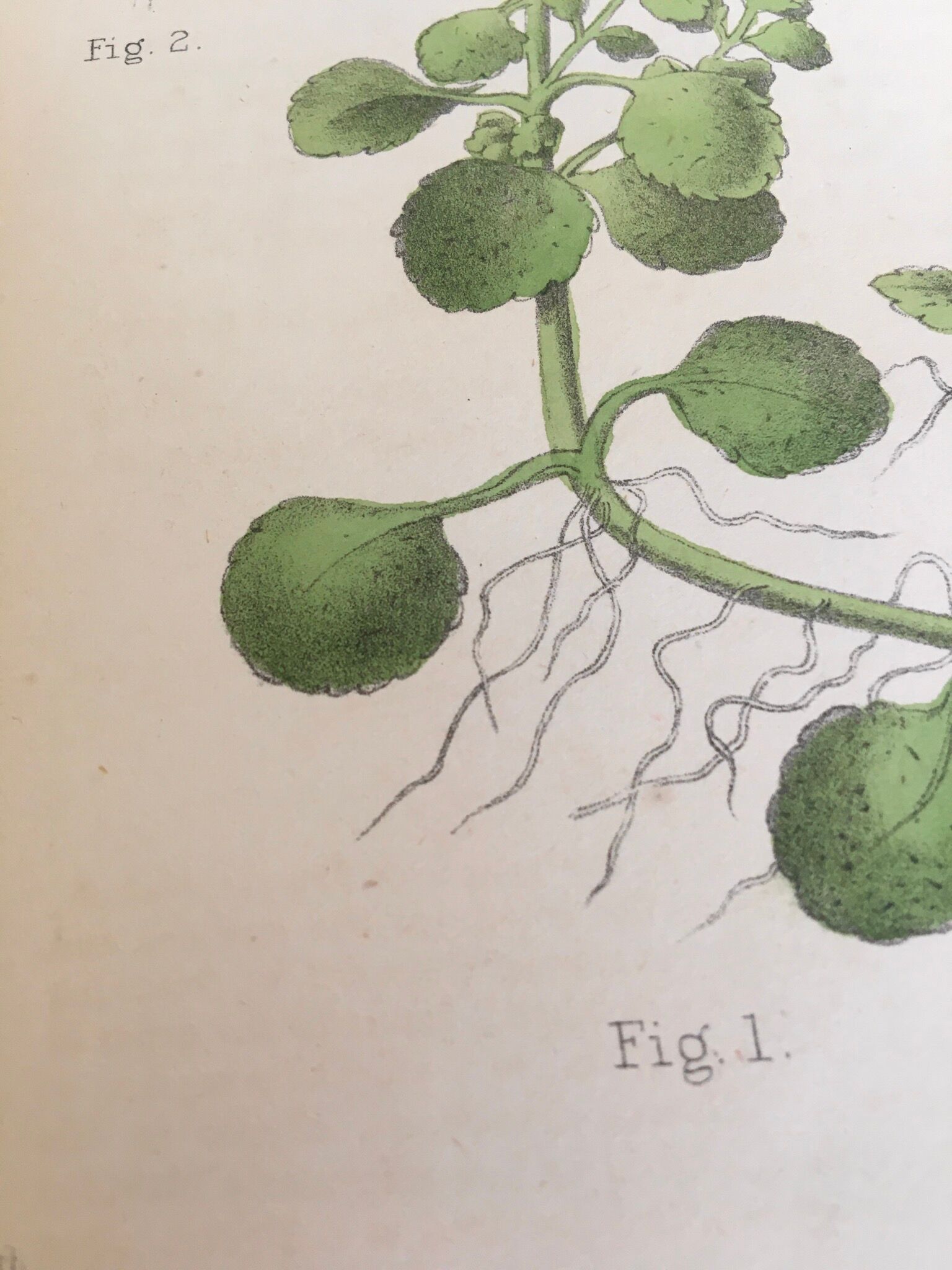 Two English botanical boards, 1878