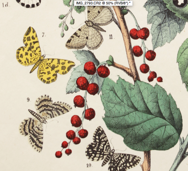 Illustration gravure animal vintage - Buffon 1850