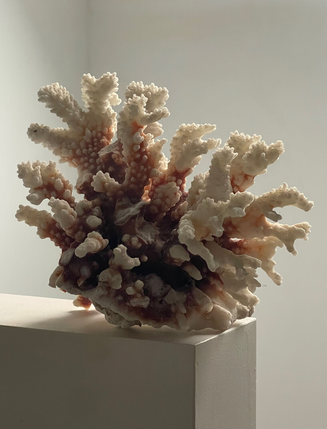 Natural branching coral.