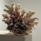 Natural branching coral.