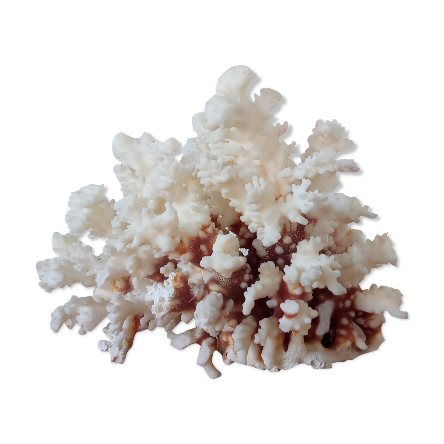 Ancient Coral XL