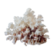 Ancient Coral XL
