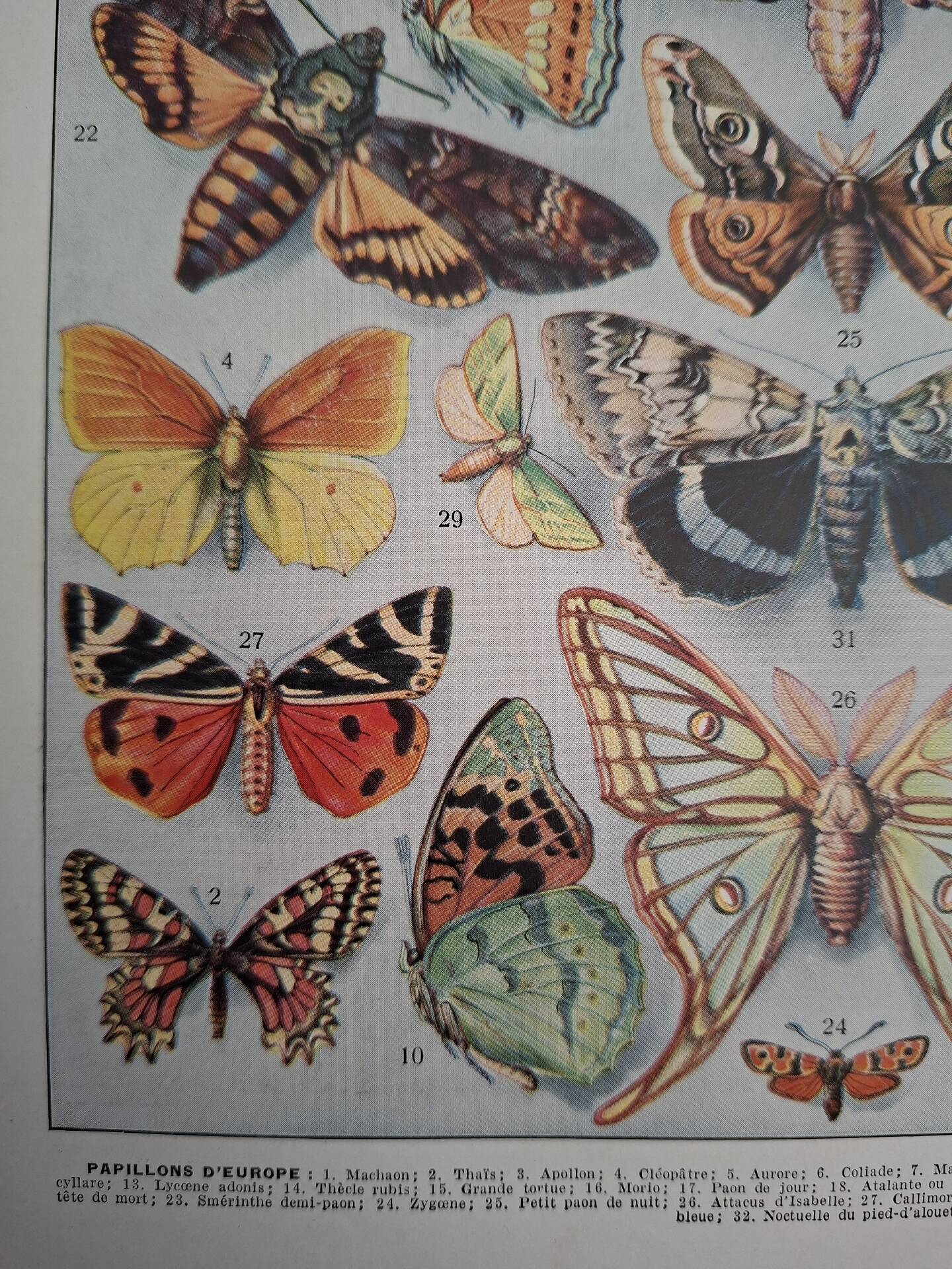 Original plate | Butterflies of Europe 🦋