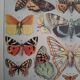 Original plate | Butterflies of Europe 🦋