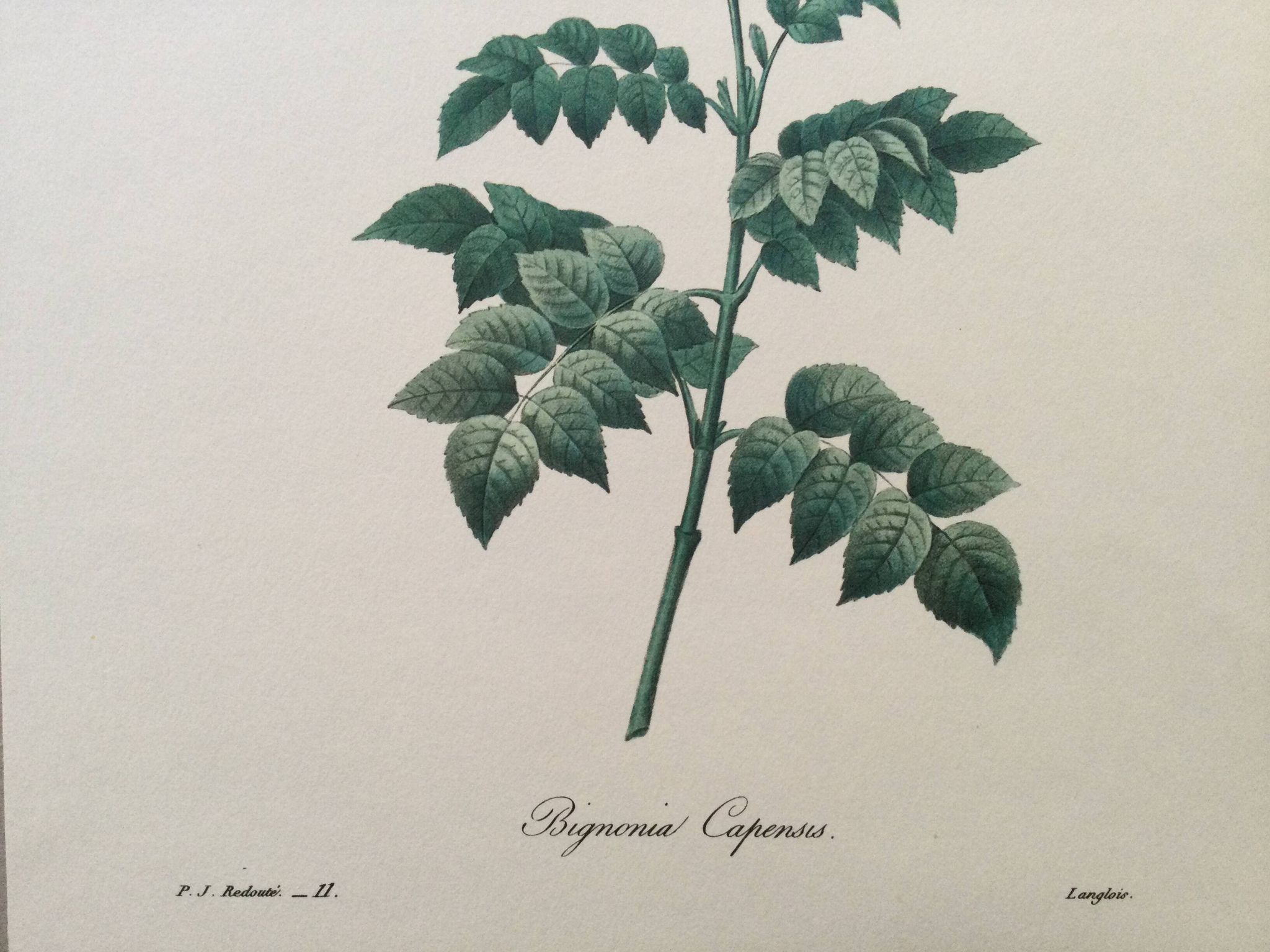 Vintage illustration of Bignonia Capensis flower from the 1960s.