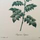 Vintage illustration of Bignonia Capensis flower from the 1960s.