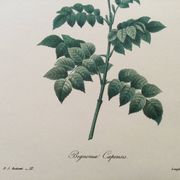 Vintage illustration of Bignonia Capensis flower from the 1960s.