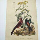 Gravure ancienne de 1838 -Oiseau cardinal- Planche coloriée à la main de zoologie et ornithologie