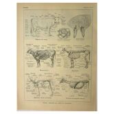 Lithographie ancienne 1921 - anatomie de la vache - Gravure pédagogique