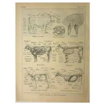 Antique lithograph 1921 - cow anatomy - Educational engraving
