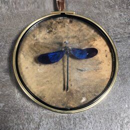 Curiosity cabinet medallion