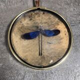 Curiosity cabinet medallion