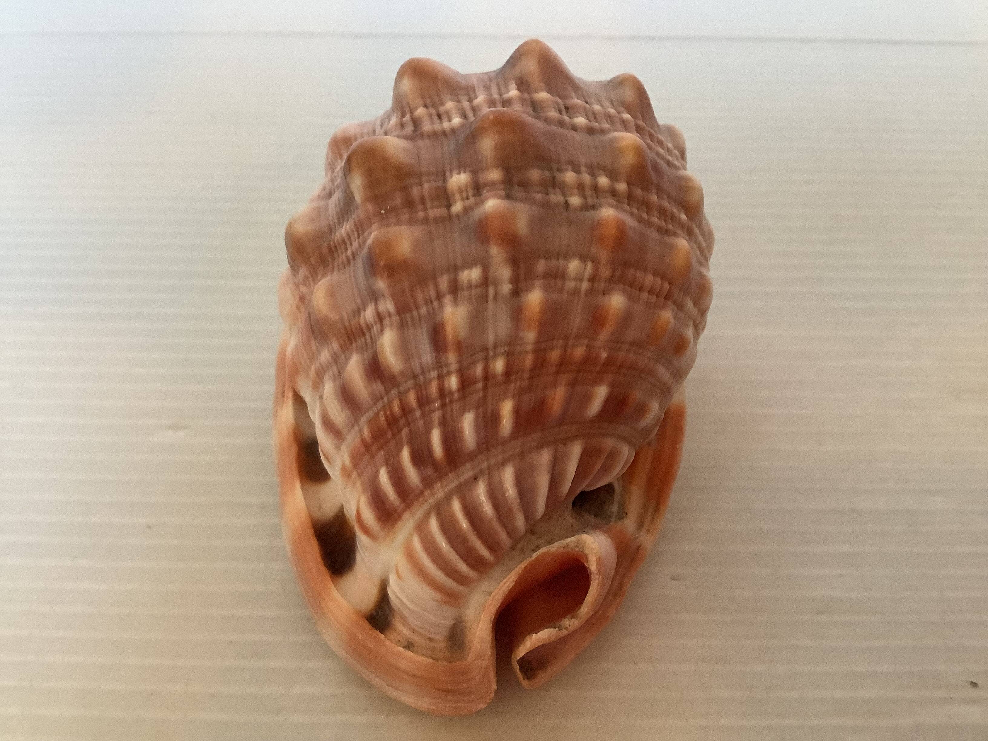 Mini shell cypraea cassis rufa