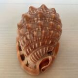 Mini shell cypraea cassis rufa