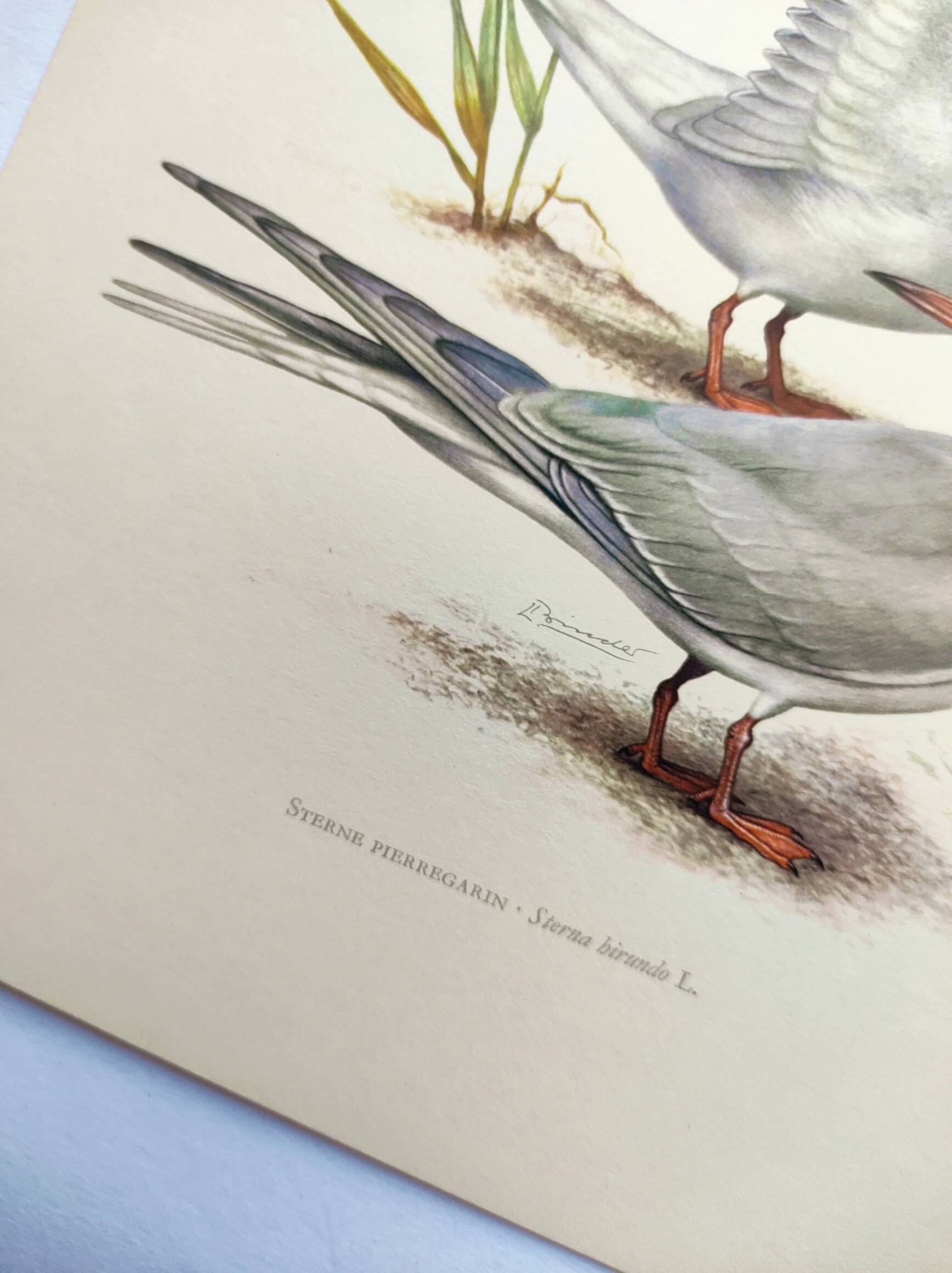 Antique bird print 1960 - Common Tern - seaside and beach