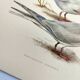 Antique bird print 1960 - Common Tern - seaside and beach