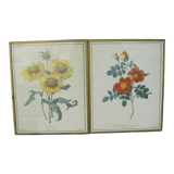 Gravure de fleurs de Pierre-Joseph Redouté