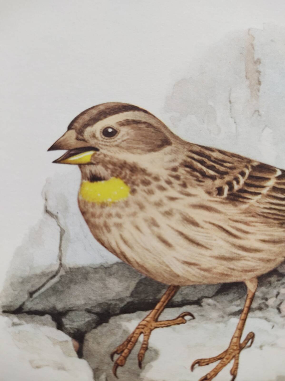 Old bird plate from the 1960s - Soulcie sparrow - Nature zoological illustration