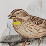 Old bird plate from the 1960s - Soulcie sparrow - Nature zoological illustration