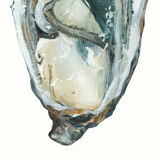 "Paule", the oyster, art print 21/29.7 cm