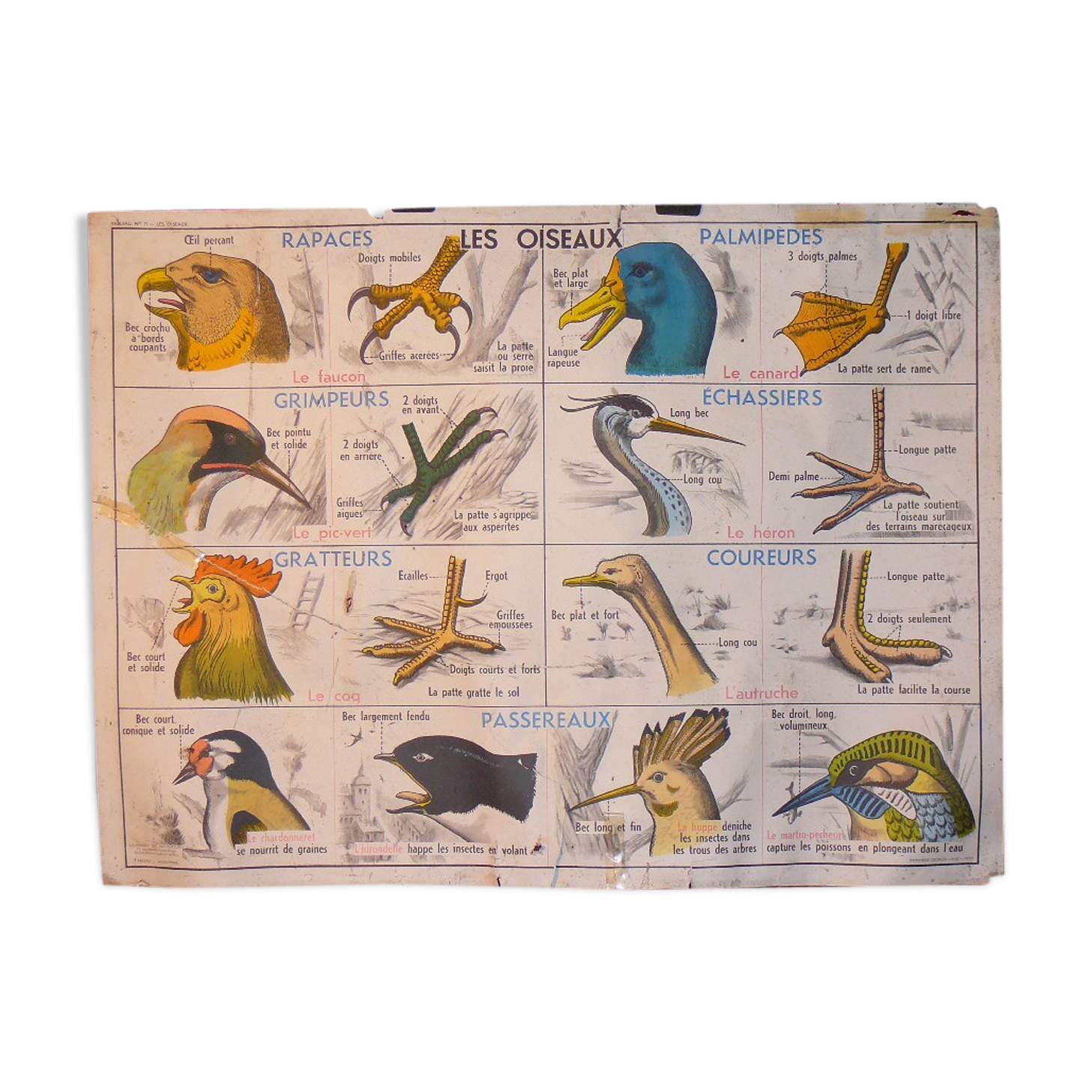 MDI school map birds and batracians