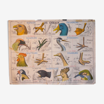 MDI school map birds and batracians