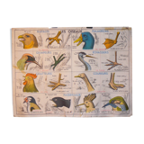 MDI school map birds and batracians
